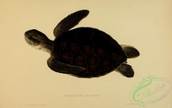 turtles-00100 - chelonia mydas