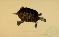 turtles-00103 - emys concentrica, 2
