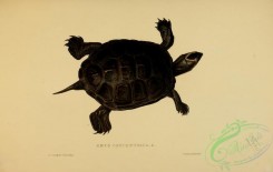 turtles-00104 - emys concentrica, 4
