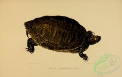 turtles-00107 - emys geographica