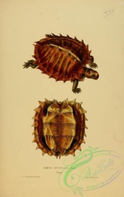 turtles-00112 - emys spinosa, 2