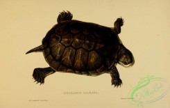 turtles-00115 - hydraspis galeata, 2