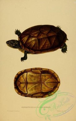 turtles-00116 - kinosternon scorpioides