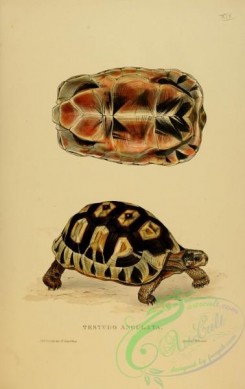 turtles-00120 - testudo angulata
