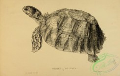 turtles-00129 - testudo sulcata