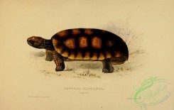 turtles-00130 - testudo tabulata