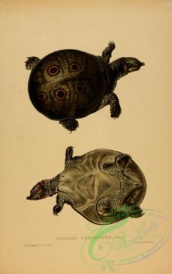 turtles-00131 - trionyx gangeticus