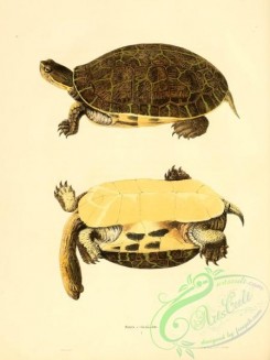 turtles-00144 - emys reticulata
