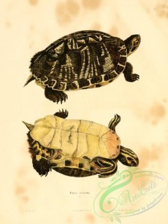 turtles-00146 - emys serrata