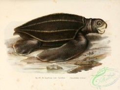 turtles-00151 - dermatochelys coriacea