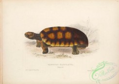 turtles-00166 - 004-testudo tabulata