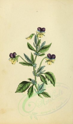 violet-00001 - Violet-Pansey or Three-coloured Violet [1480x2509]