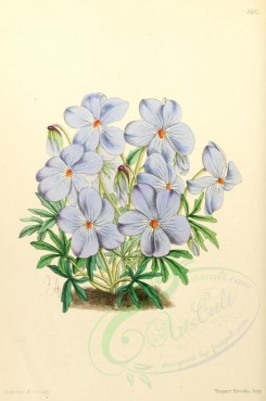 violet-00005 - Viola Pedata [1795x2703]