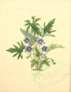 violet-00006 - viola palmata [2550x3279]