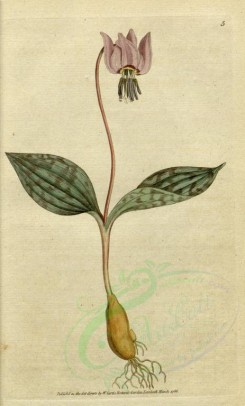 violet-00016 - 005-erythronium dens canis, Dogs-tooth or Dogs-Tooth Violet [1960x3246]