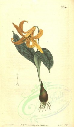 violet-00021 - 1113-erythronium americanum, Yellow-flowered Dog's-Tooth-violet [1847x3157]