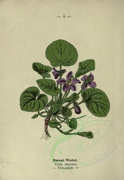 violet-00048 - Sweet Violet - viola odorata [2078x3020]