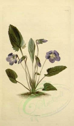 violet-00058 - viola sagittata [1644x2771]