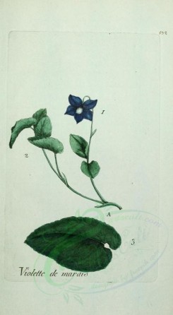 violet-00065 - viola palustris [1636x2977]