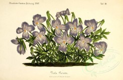 violet-00070 - viola pedata [2862x1873]