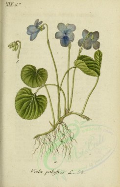 violet-00120 - viola palustris [2026x3145]