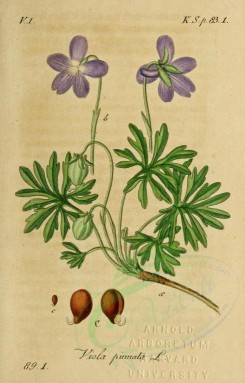 violet-00130 - viola pinnata [1951x3051]