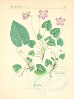 violet-00156 - viola odoratae alba, viola hirta hirsuta [2265x3029]
