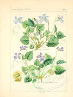 violet-00161 - viola silvestris, viola riviniana [2265x3029]