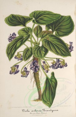 violet-00172 - viola arborea brandyana [3734x5734]