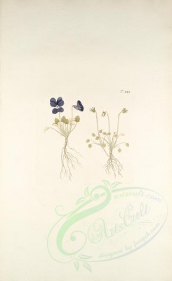 violet-00173 - viola alpina [3316x5430]