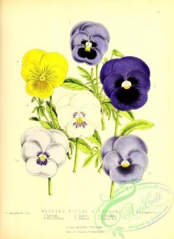 violet-00199 - bedding violas, pansies