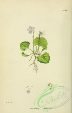 violet-00232 - Marsh Violet, viola palustris
