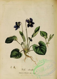 violet-00255 - viola odorata