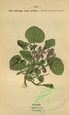 violet-00259 - viola odorata
