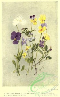 violet-00270 - viola calcarata, viola biflora, viola montana, viola alpestris, viola sylvatica