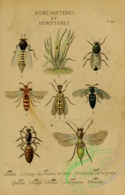 wasps-00043 - hymenoptera, abeille, cinips, cochenille, fourmi, guepe, frelon, ichneumon, nomade