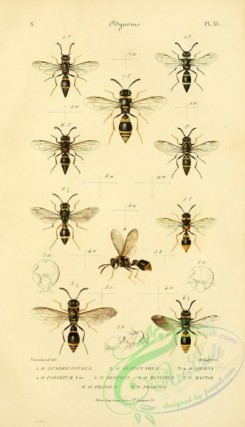 wasps-00141 - 008-odynerus