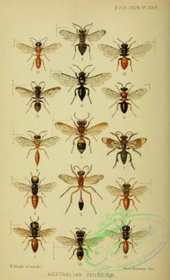 wasps-00151 - 001-harpactophilus, ammophila, psenulus, cerceris, tachytes, notogonia, zoyphium, nysson, gorytes, pisonmelanocephalus, pison, aulacophilus, crabro