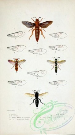 wasps-00215 - 001-cosila, liacos, scolia, elis, epomidiopteron