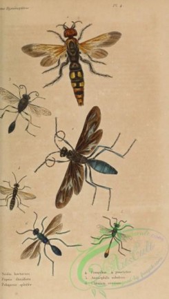 wasps-00291 - scolia, pepsis, pelopaeus, pompilius, ammophila, chlorion