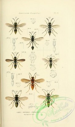 wasps-00296 - labus, odynerus, pterochilus