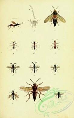wasps-00318 - 075-proctotrupes, thynnus, polyergus, myrmosa, methoca, sapyga, pemphredon, gorytes, stizus, oxybelus