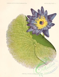 water-lily_nymphaea-00008 - nymphaea capensis zanzibariensis [2151x2800]