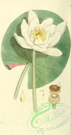 water-lily_nymphaea-00065 - nymphaea alba [1843x3442]