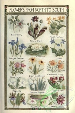 water-lily_nymphaea-00067 - Bunchberry, Pitcher-Plant, Marsh Marigold, Fringed Gentian, Water-Lily, Violet, Sweetbrier, Black-eyed Susan, Californian Poppy, Magnilia, Spanish Bayonet, Ear-Flower, Orchid, Royal Water-Lily, Passio Flower [2316x3492]