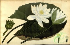 water-lily_nymphaea-00113 - nymphaea lotus, Aegyptian Lotus [6156x4024]
