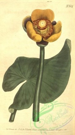 water-lily_nymphaea-00126 - 684-nymphaea advena, Three-coloured Water-Lily [1790x3208]