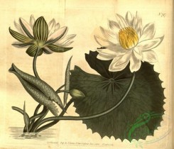 water-lily_nymphaea-00127 - 797-nymphaea lotus, Aegyptian Water-Lily or Lotus [3939x3379]
