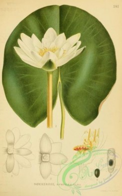 water-lily_nymphaea-00162 - nymphaea alba [2186x3496]