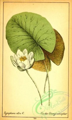water-lily_nymphaea-00163 - nymphaea alba [1964x3260]
